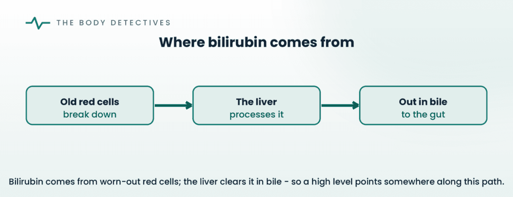 bilirubin journey diagram