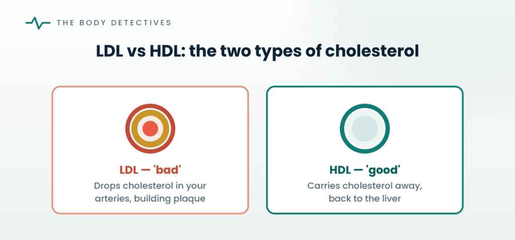 LDL vs HDL cholesterol diagram