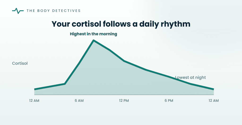 cortisol daily rhythm diagram