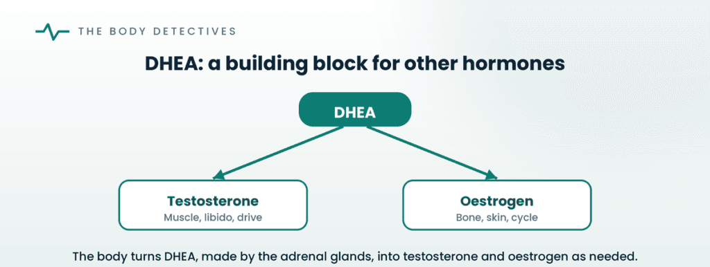 DHEA converts to testosterone and oestrogen diagram