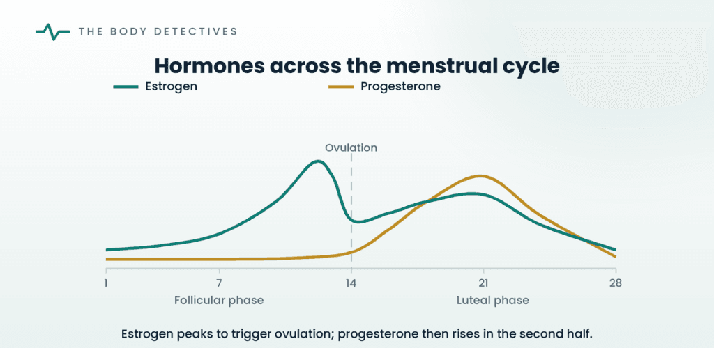 menstrual cycle hormones diagram