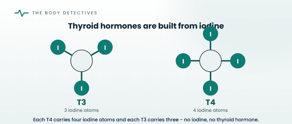 iodine thyroid hormones T3 T4 diagram