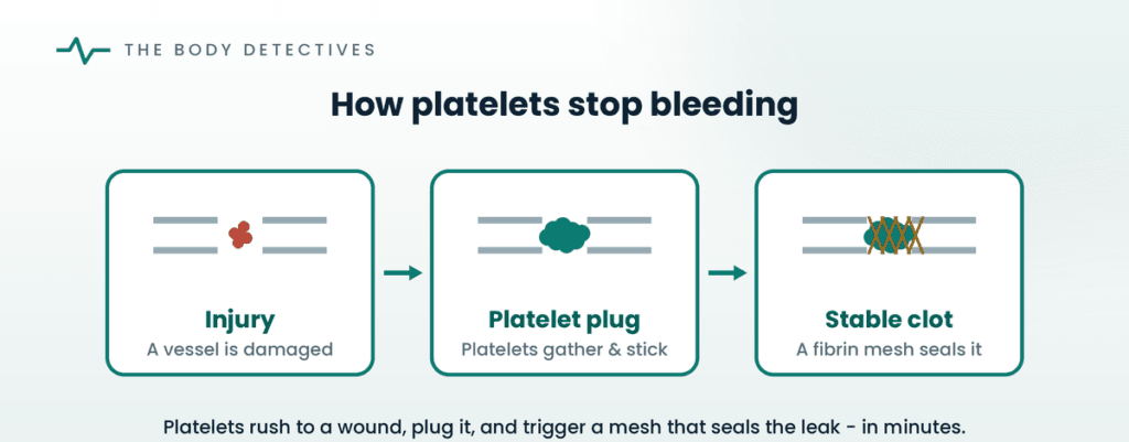 how platelets form a clot diagram