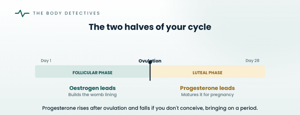two halves of the menstrual cycle diagram