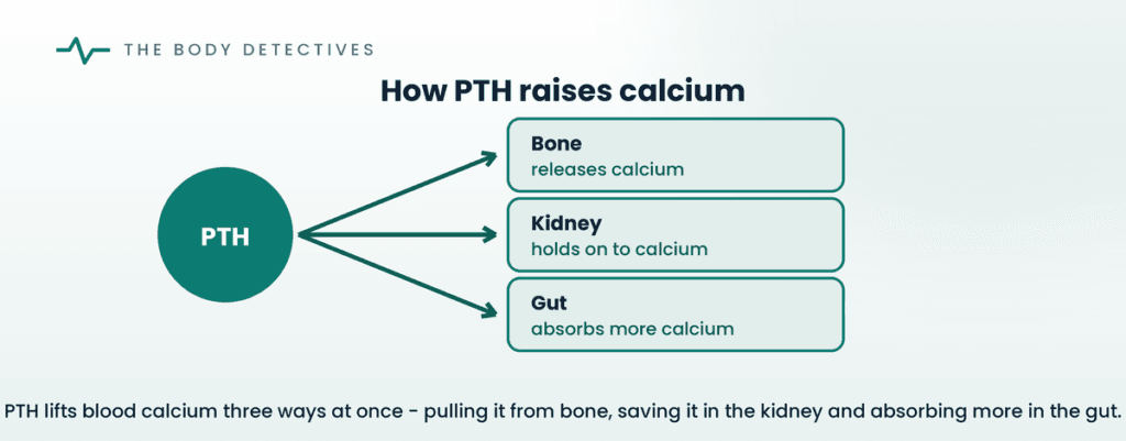 how PTH raises calcium diagram