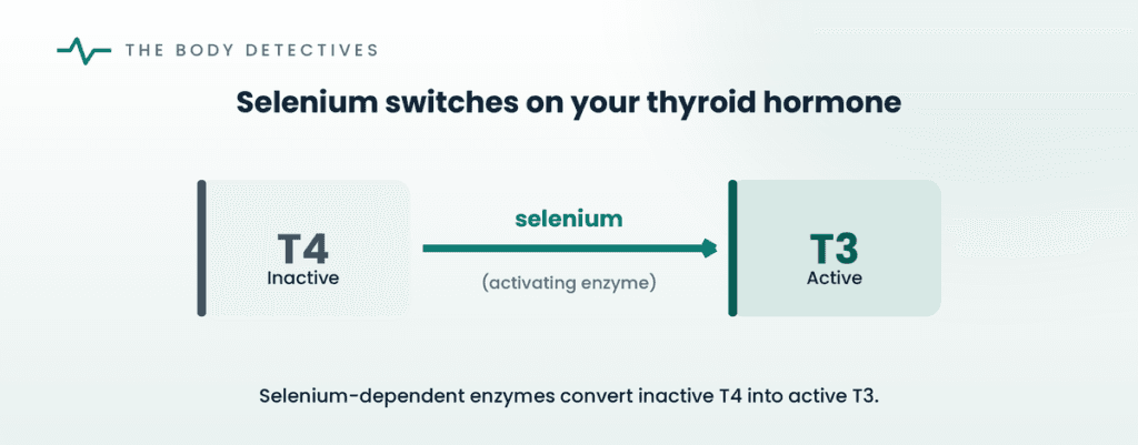selenium thyroid T4 to T3 diagram