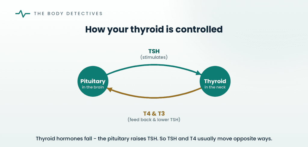 Thyroid feedback loop diagram