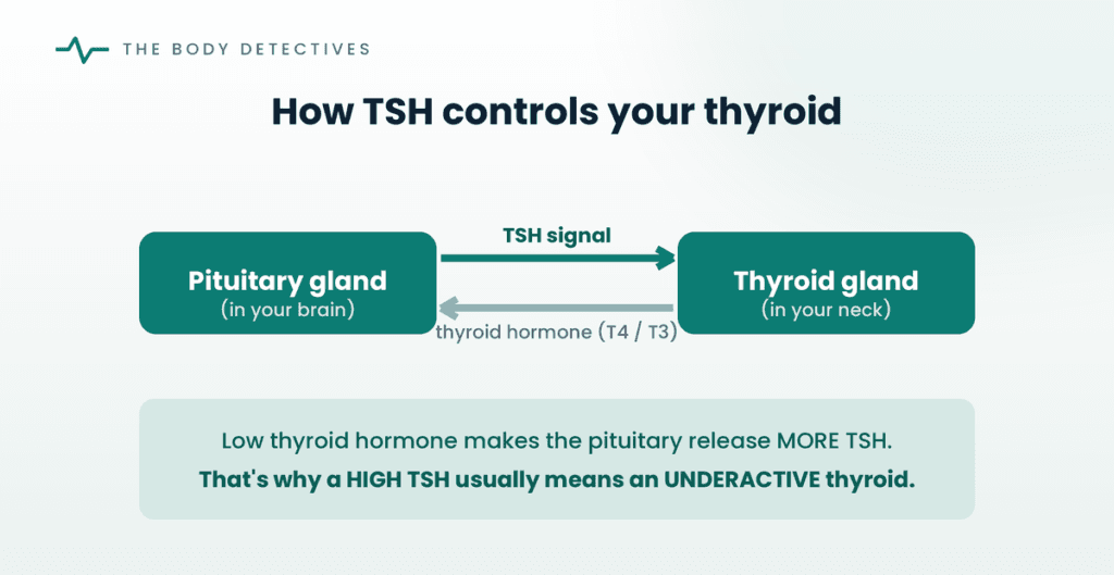 TSH and thyroid feedback loop diagram