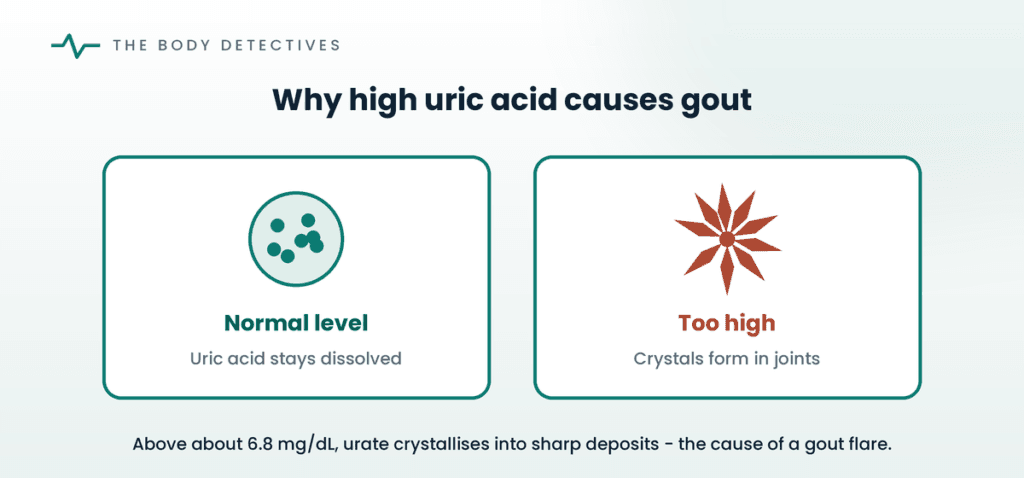 uric acid crystals gout diagram