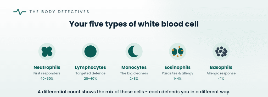 types of white blood cells diagram