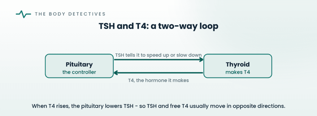 TSH and T4 feedback loop diagram