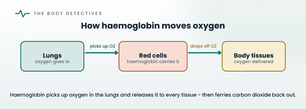 how haemoglobin carries oxygen diagram