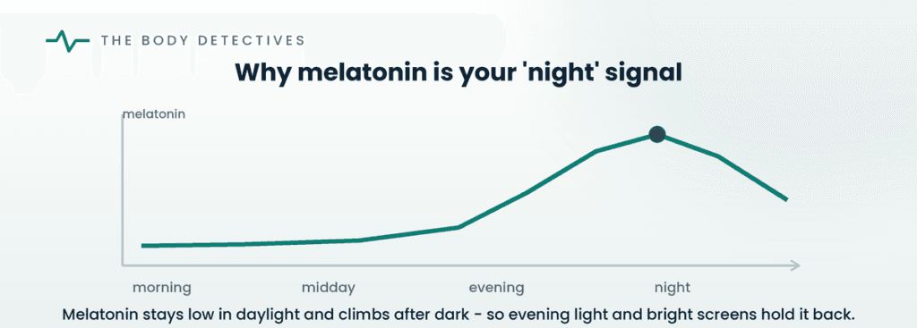 melatonin day and night rhythm curve