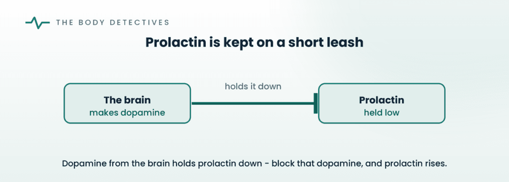 dopamine controls prolactin diagram