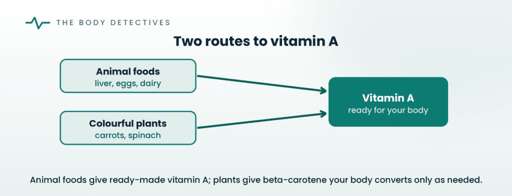 two forms of vitamin A diagram