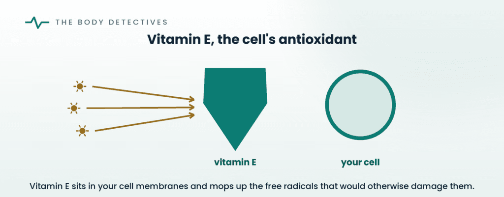 vitamin E antioxidant diagram